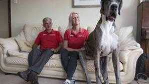 Největší pes na světě, guardian anděl pro člověka